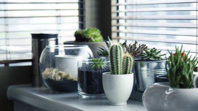 Tres consejos básicos para decorar tu casa con poco presupuesto. Foto: Pixabay