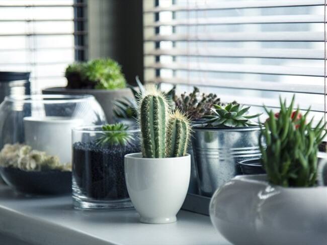 Tres consejos básicos para decorar tu casa con poco presupuesto. Foto: Pixabay