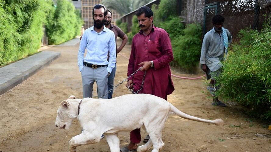 El león como animal de compañía de los ricos en Pakistán. Foto: Rizwan TABASSUM / AFP