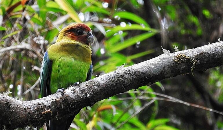 Avistamiento de aves en Caldas. Foto: #AliadosW
