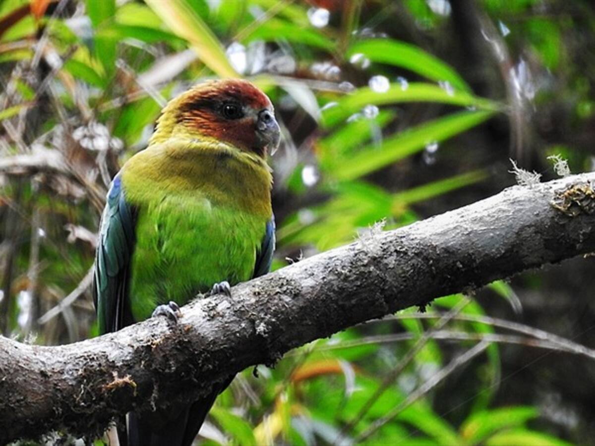 Caldas, el paraíso de los avistadores de aves