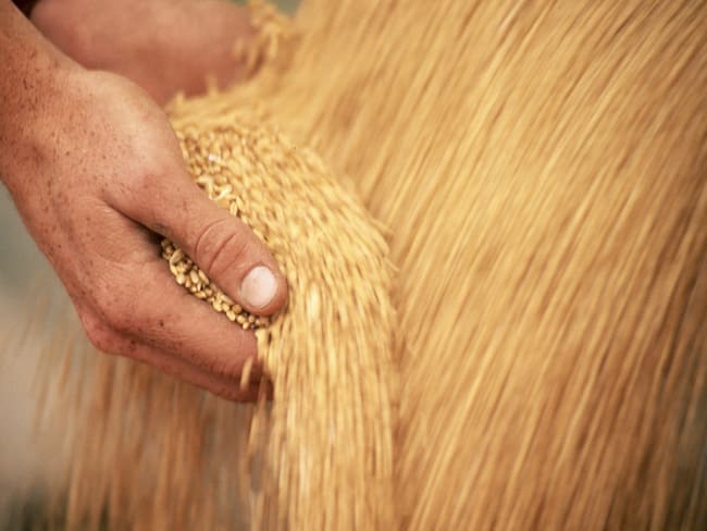 Recomiendan al Gobierno extender arancel 0 % para importación de trigo a Colombia. Foto: Getty Images