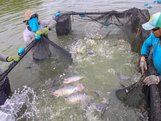 Nicolás del Castillo también mencionó que la comercialización del pescado ayuda bastante a la economía colombiana, agregando que hay más de 250 mil pescadores artesanales. . Foto: Cortesía