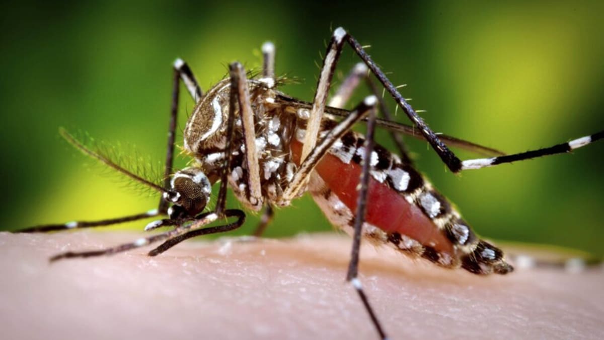 Declaran emergencia sanitaria por brote de dengue en Cali
