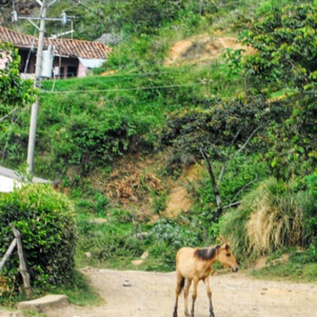 Imagen de referencia. Encontraron un caserío solo, muy pocos habitantes en la zona, animales abandonados, las casas cerradas y los cultivos de pancoger que quedan en la zona, olvidados. Crédito: Colprensa.