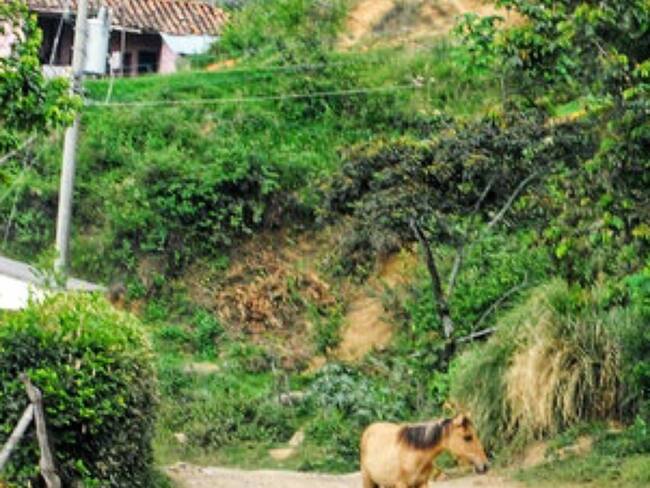Imagen de referencia. Encontraron un caserío solo, muy pocos habitantes en la zona, animales abandonados, las casas cerradas y los cultivos de pancoger que quedan en la zona, olvidados. Crédito: Colprensa.