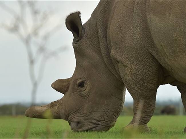 El estudio que podría “resucitar” la casi extinta especie de los rinocerontes blancos