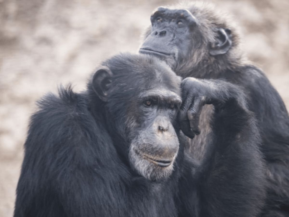 La ley no va de la mano de la justicia: animalistas tras preclusión de caso Chita y Pancho
