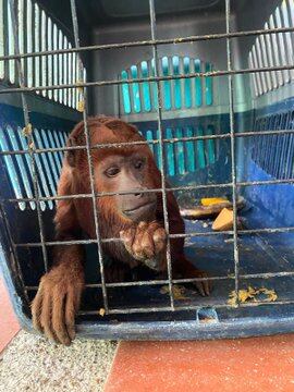 Especies entregadas a las autoridades ambientales/ Corpamag