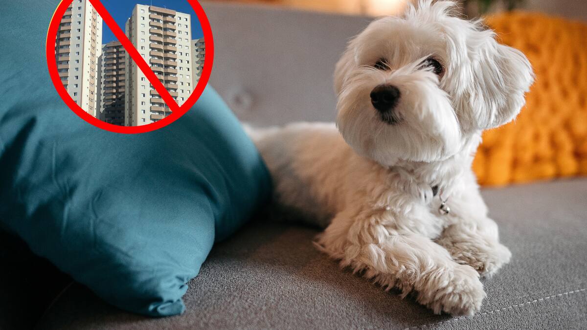 ¿Podrían negarle tener una mascota en un apartamento? Esto dice la Corte Constitucional