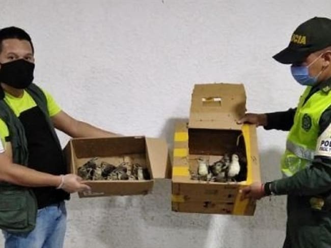 El operativo se llevó a cabo en “El Ebanal”, el cual conecta a los departamentos de La Guajira y Magdalena.. Foto: Cortesía Policía Fiscal y Aduanera