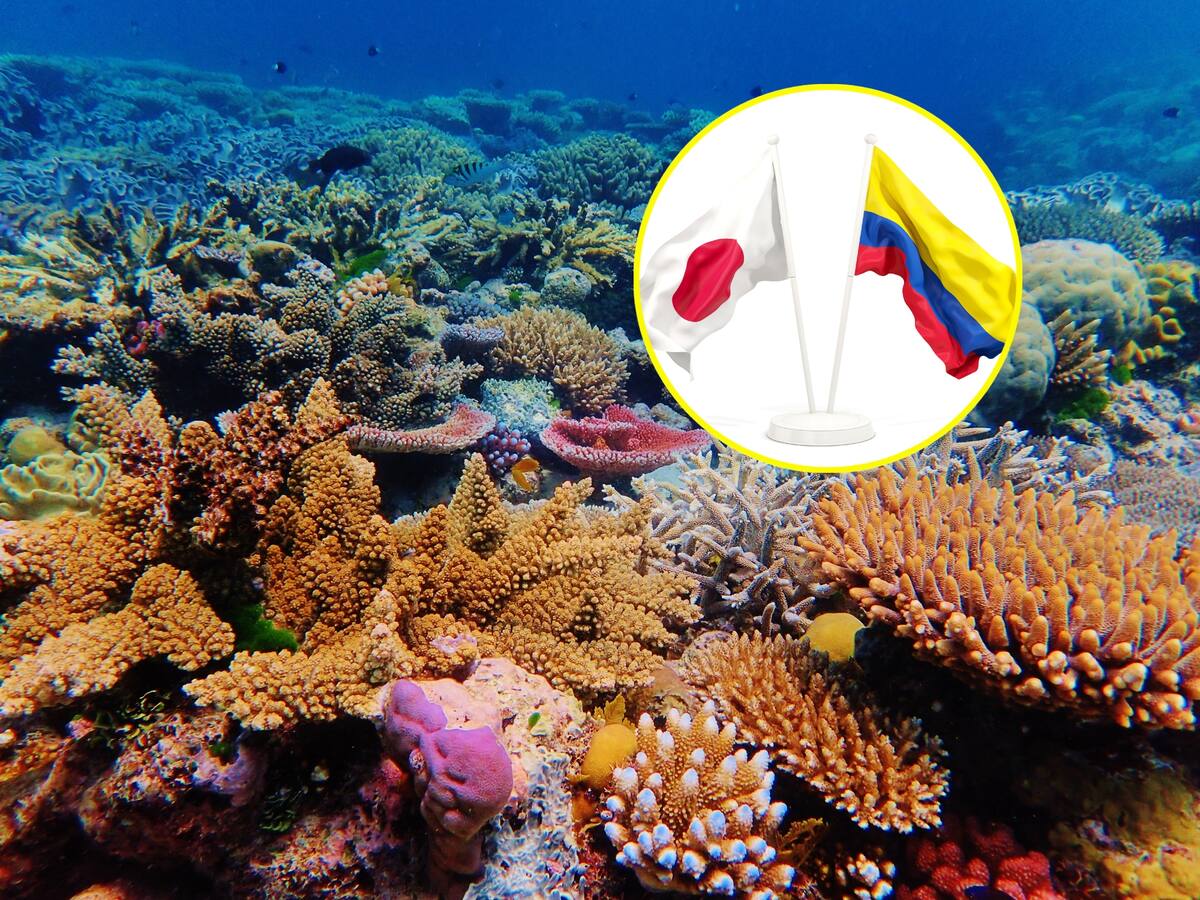 Japón y Colombia se unen para recuperar corales en San Andrés como barrera natural contra huracanes