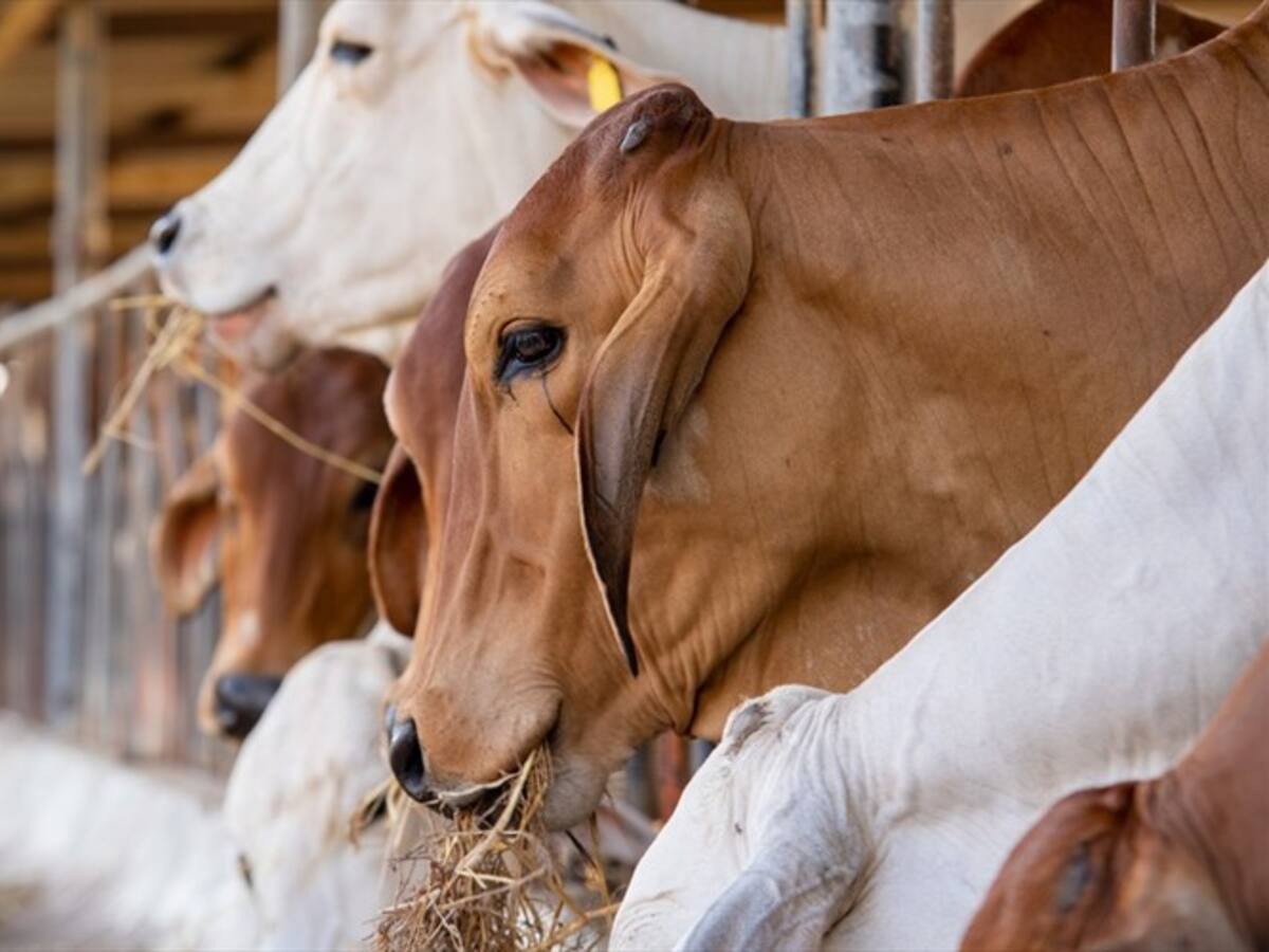ICA avala movilización de ganado con datos de personas fallecidas