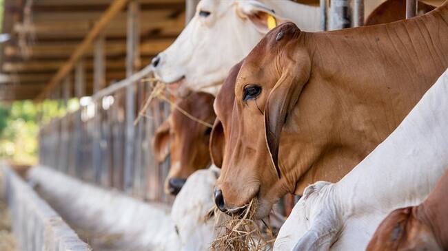 En total, se obtuvieron 55 hallazgos administrativos de los cuales, uno tiene presunta incidencia fiscal por valor de $208.803.886. Foto: Getty Images / VISOOT UTHAIRAM