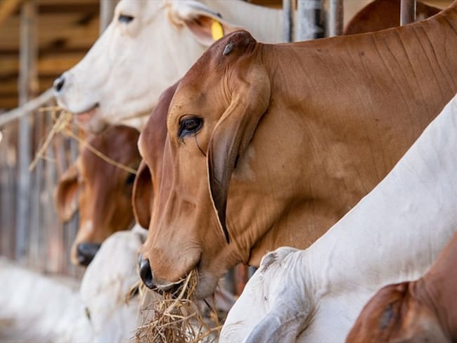 En total, se obtuvieron 55 hallazgos administrativos de los cuales, uno tiene presunta incidencia fiscal por valor de $208.803.886. Foto: Getty Images / VISOOT UTHAIRAM