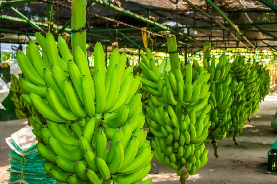 Asociación de Bananeros del Magdalena y La Guajira hace un llamado a la defensa del empleo rural/ Asbama.