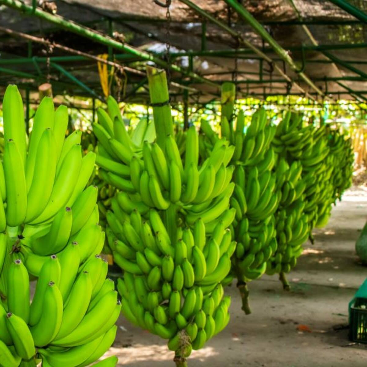 Asociación de Bananeros del Magdalena y La Guajira hace un llamado a la defensa del empleo rural