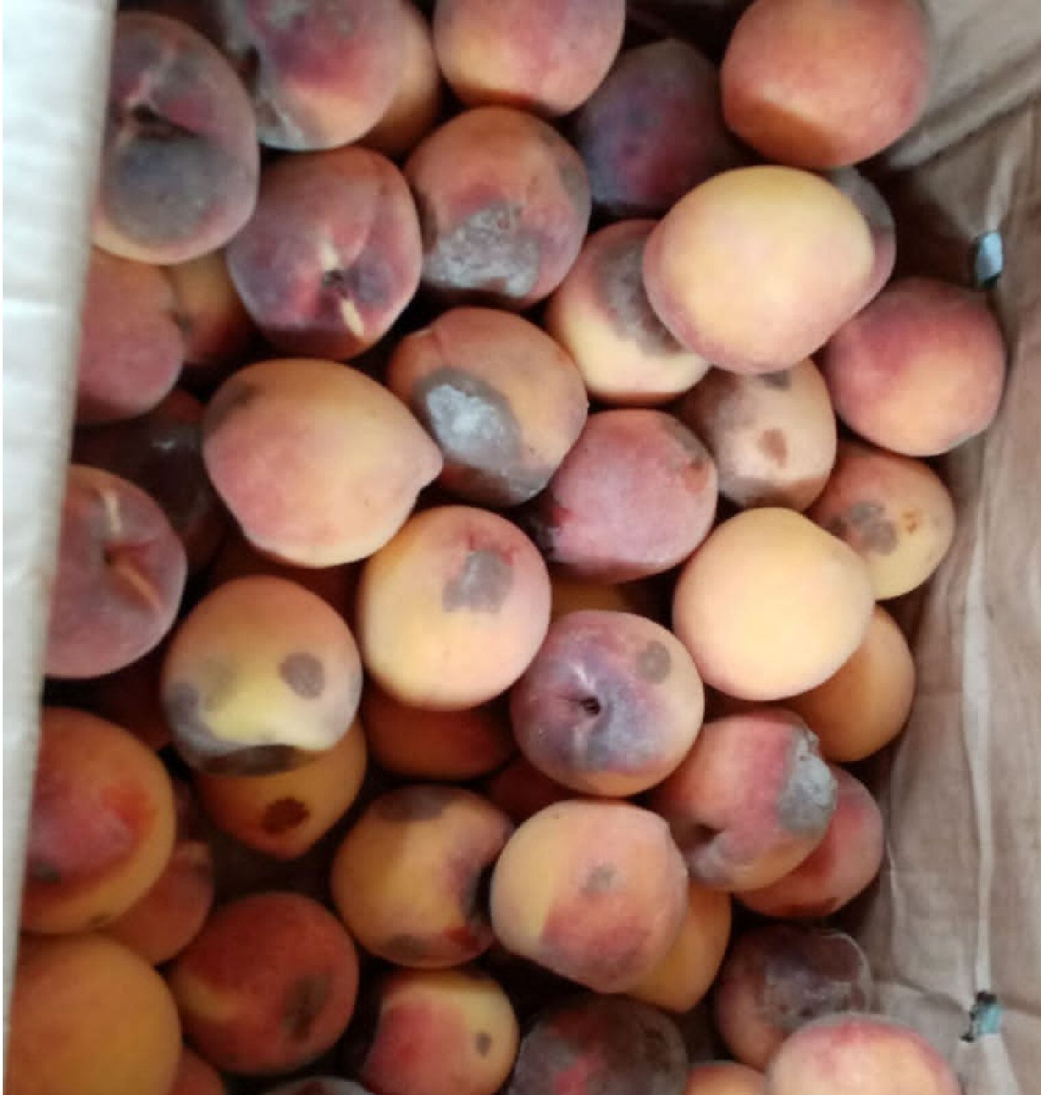 PAE PUERTO PARRA/ Ernesto Rico 