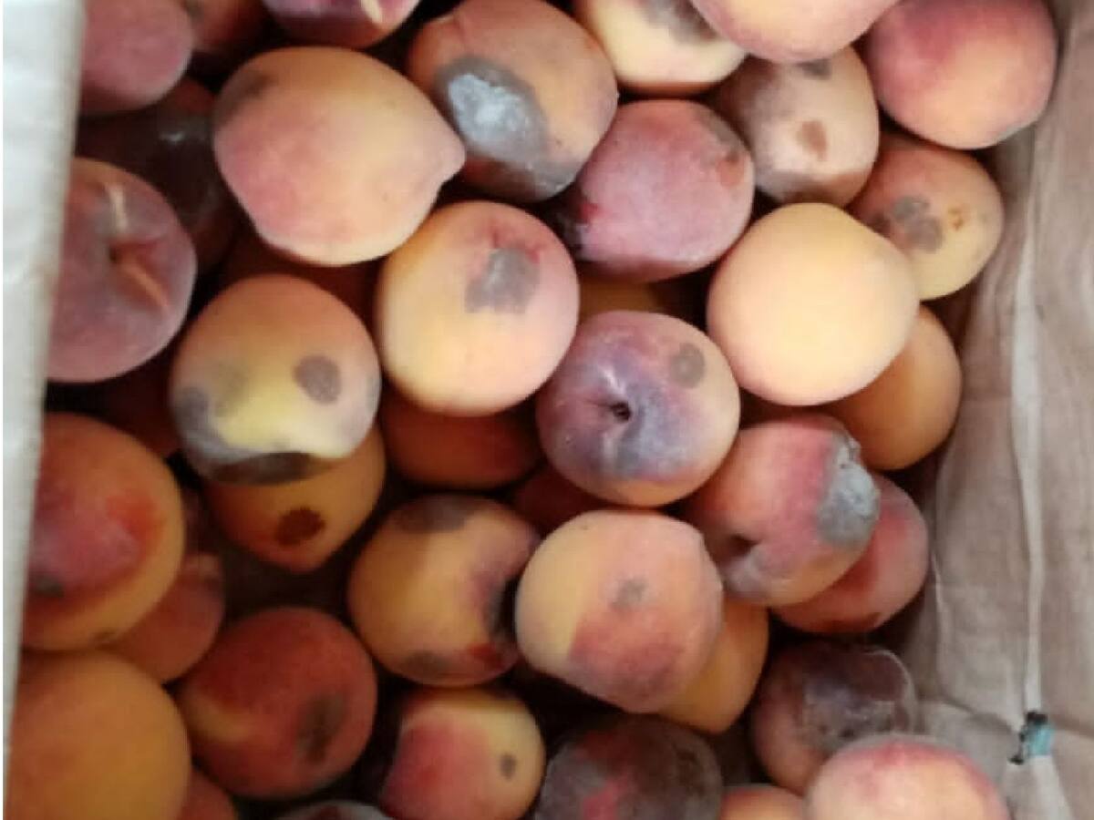 Denuncian entrega de alimentos del PAE en descomposición en Puerto Parra, Santander