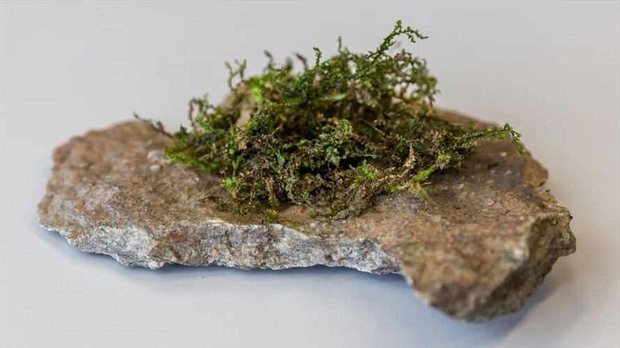 El musgo que podría reemplazar a la marihuana. Foto: University of Bern/Stefan Fischer