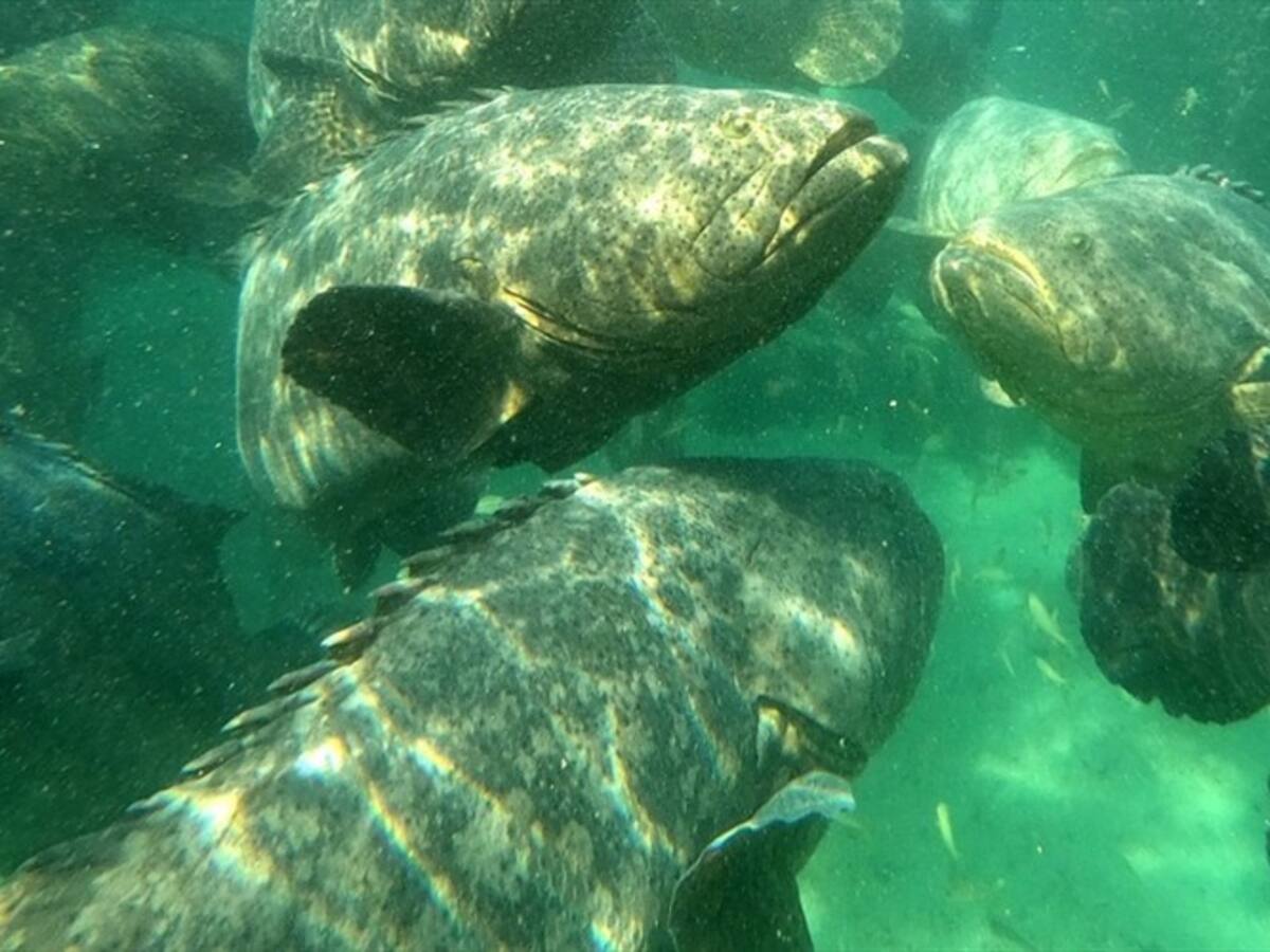 De manera exitosa, se cerró el ciclo de reproducción del pez mero guasa