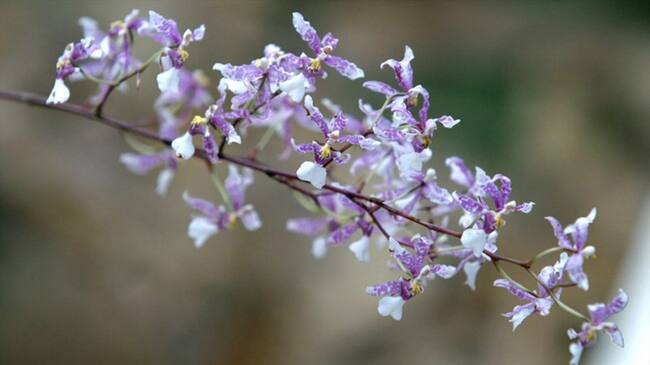 Del 20 al 23 de septiembre, los bogotanos podrán conocer cerca de 3.000 ejemplares de orquídeas. Foto: Colprensa
