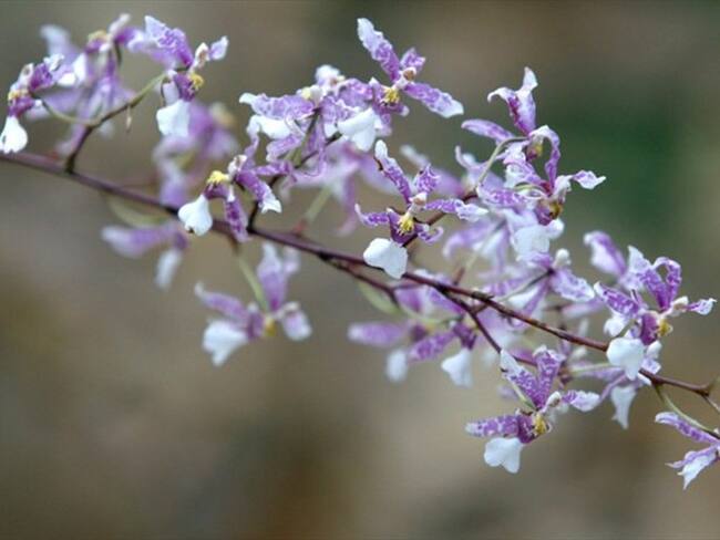Del 20 al 23 de septiembre, los bogotanos podrán conocer cerca de 3.000 ejemplares de orquídeas. Foto: Colprensa