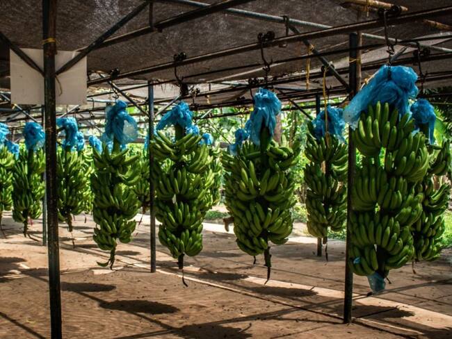 Fincas de banano, imagen de referencia