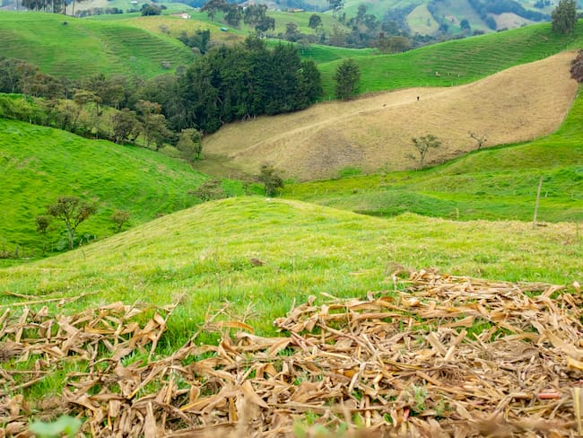 “Estaban engavetados”: director de la ANT sobre entrega de títulos de tierras a campesinos