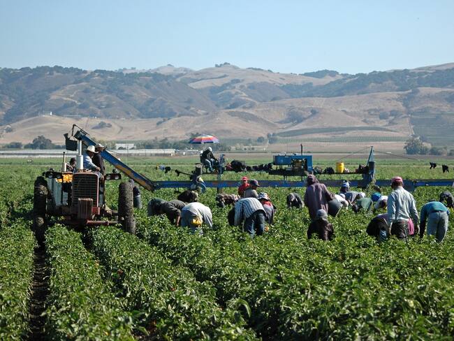 Gremios agrícolas, imagen de referencia | Foto: GettyImages