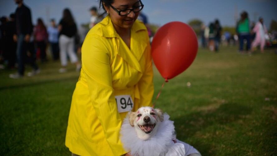 La tendencia de disfrazar a los perros o gatos tiene fans y detractores. ¿Qué dicen los expertos?. Foto: Getty Images