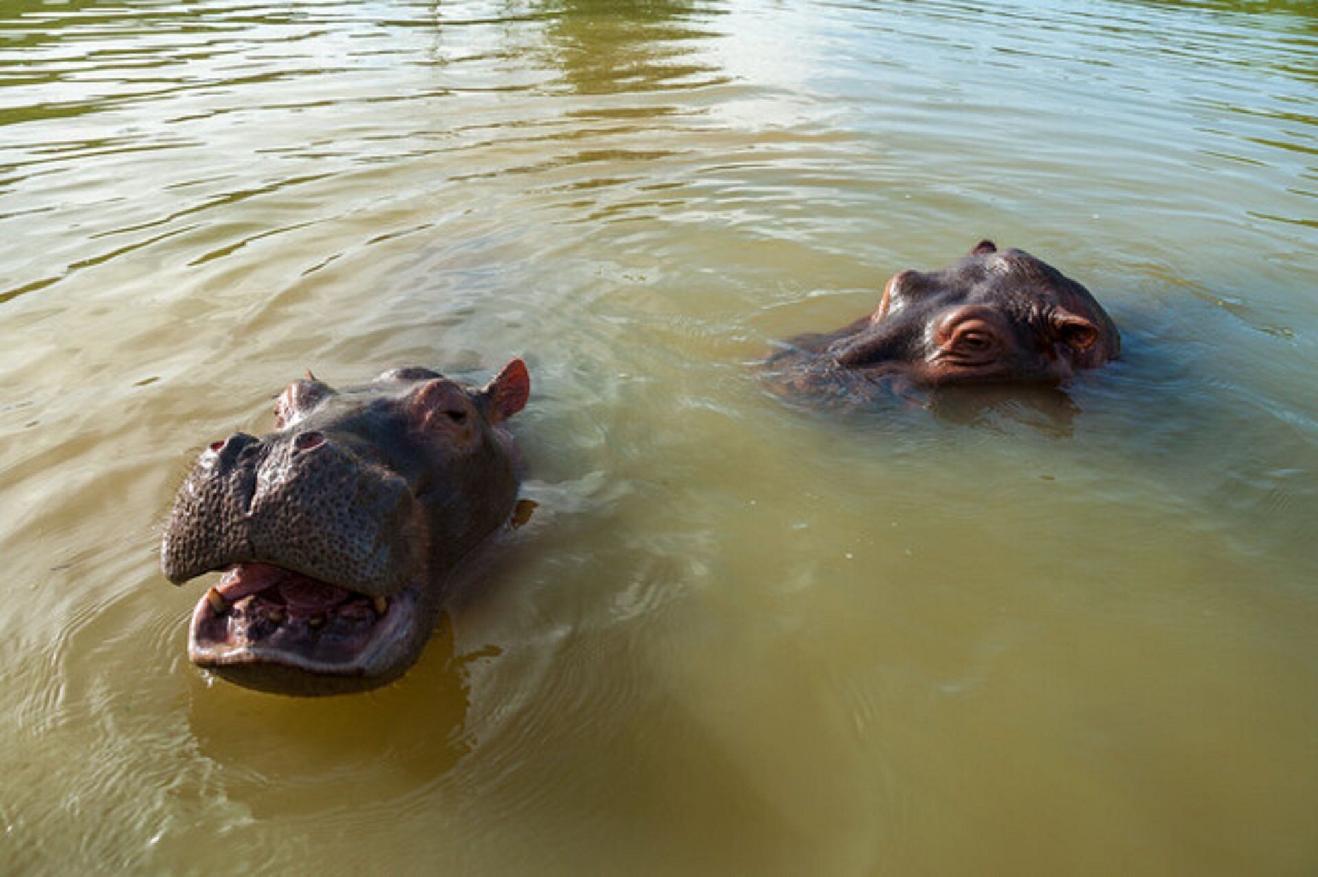 Quieren enviar al extranjero 70 hipopótamos que permanecen en el Magdalena Medio. Foto: Colprensa