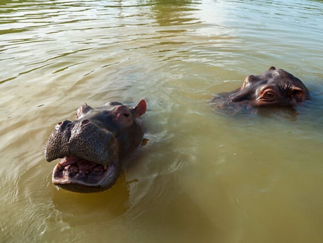 Quieren enviar al extranjero 70 hipopótamos que permanecen en el Magdalena Medio. Foto: Colprensa