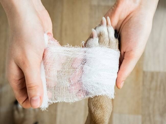 ¿Usted qué opina sobre el maltrato animal?. Foto: Getty Images