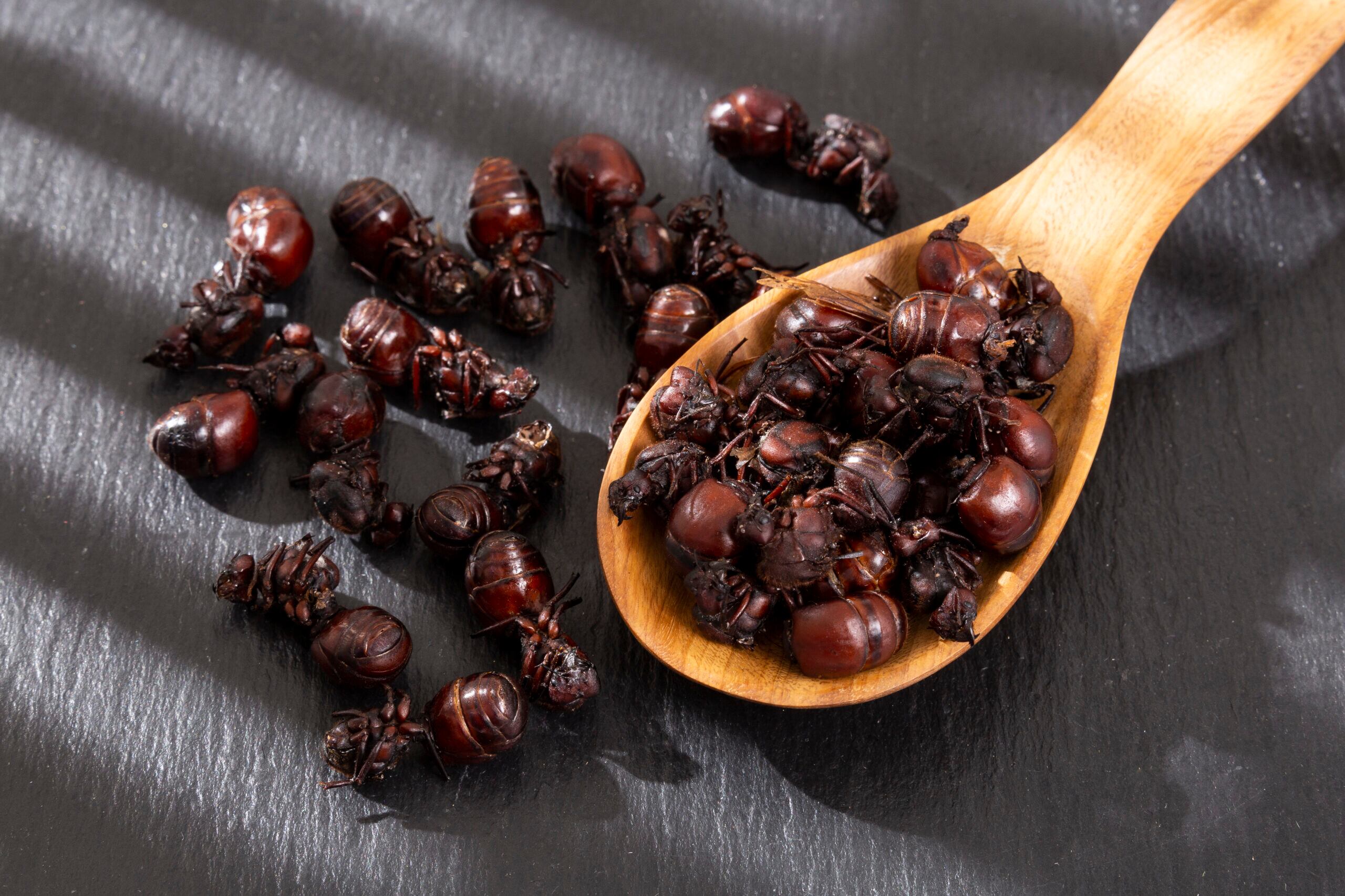 Campaña por la hormiga culona: Buscan que deje de ser catalogada como uno de ‘los peores platos’.