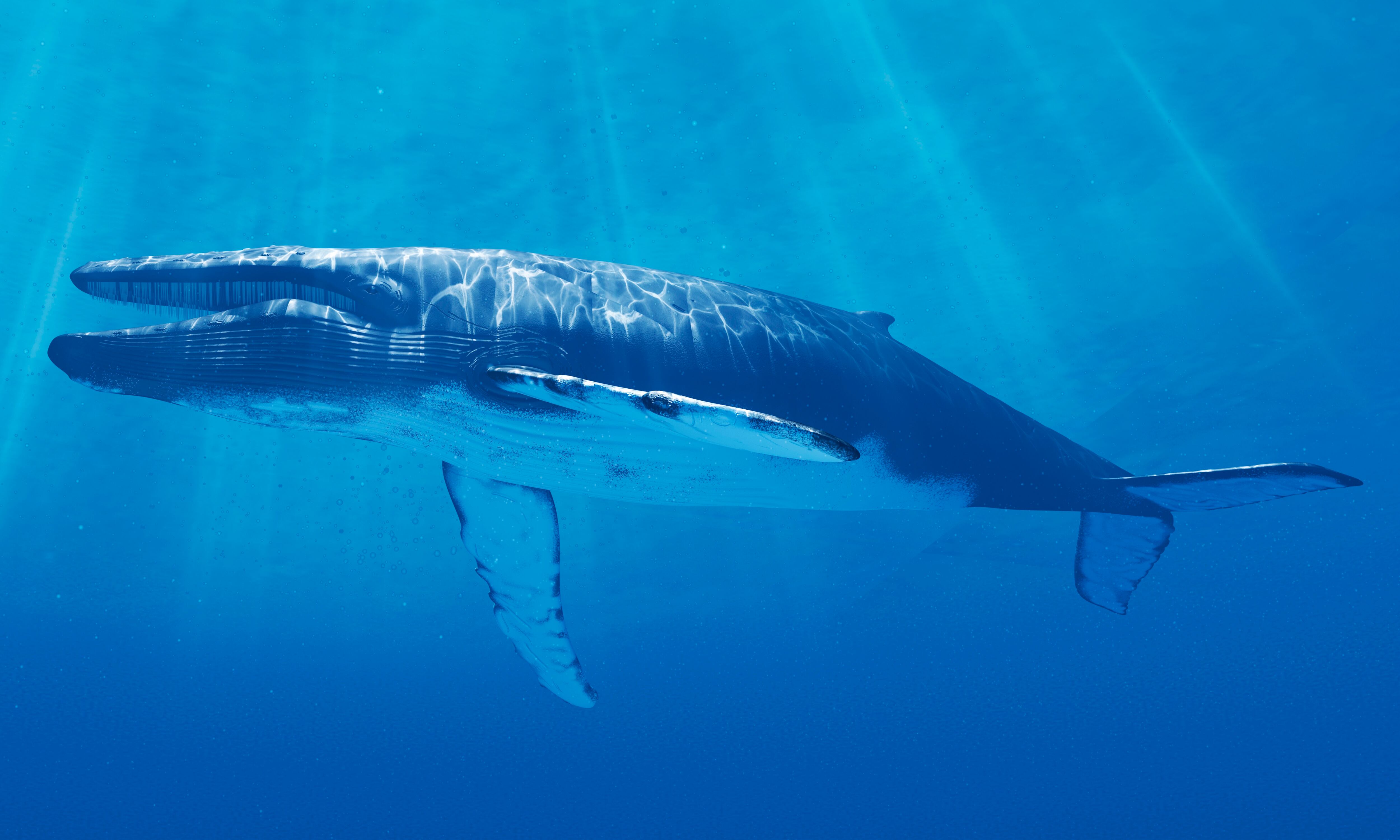Ballena azul - Getty Images.