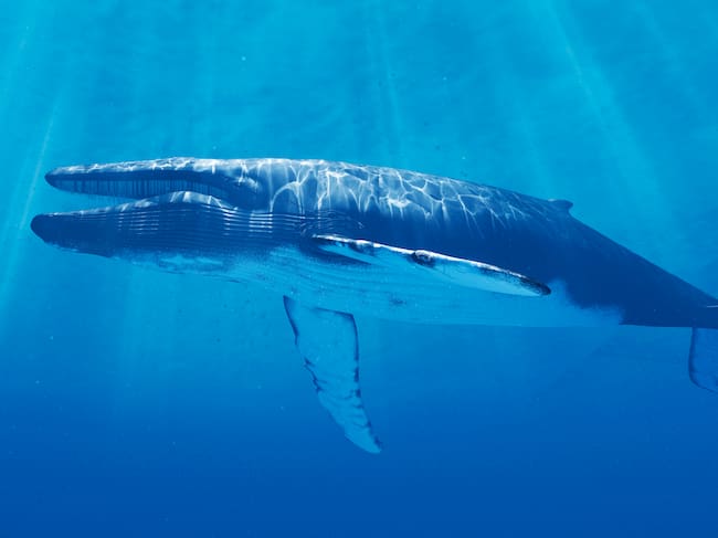 Ballena azul - Getty Images.