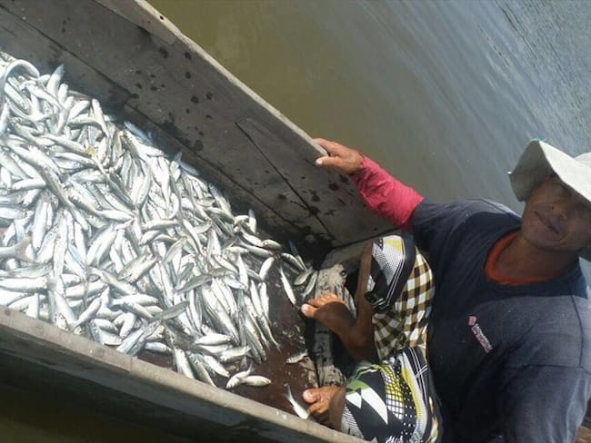 10 toneladas de peces murieron en la Ciénaga Grande de Santa Marta. Foto: Bomberos Sitio Nuevo
