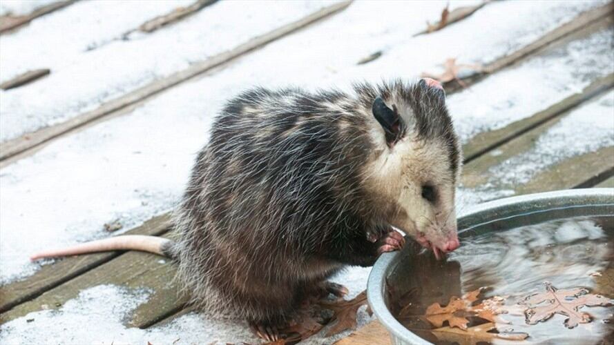 La zarigüeya fue amarrada y golpeada varias veces. Foto de referencia: Getty Images.