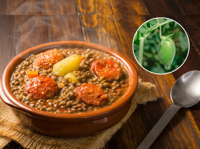 Sopa de lentejas y planta Lens culinaris (Getty Images)
