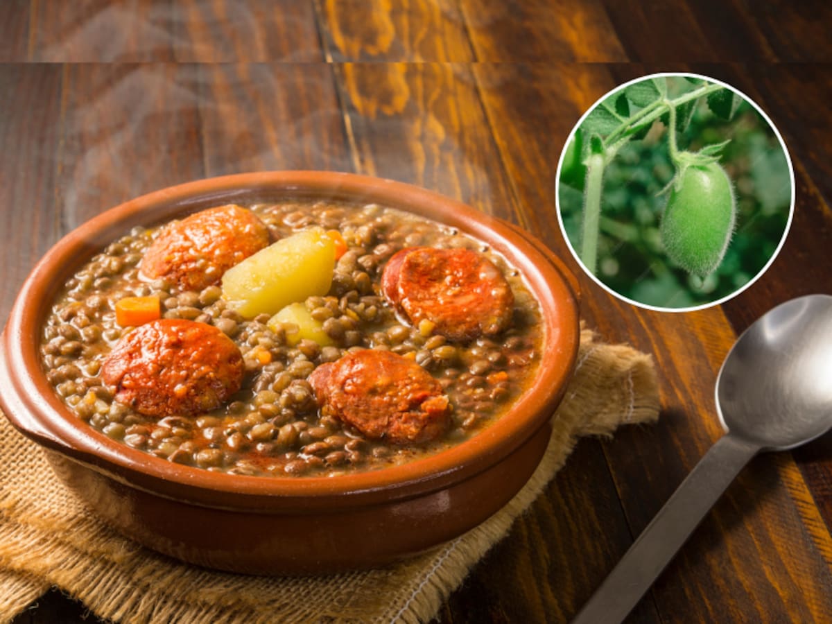 Así es la planta de las lentejas: en pocos meses se podría cosechar