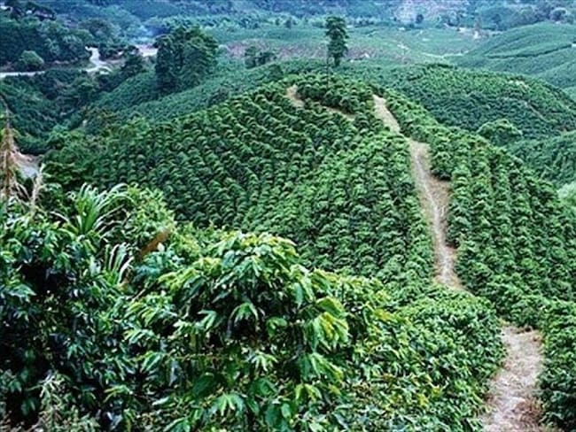 60% de los campesinos no son dueños de sus tierras: Agencia Nacional de Tierras. Foto: Colprensa