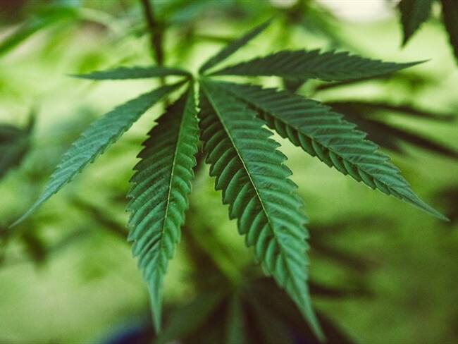 Hundimiento del proyecto que regulaba la marihuana recreativa enfrenta al Congreso