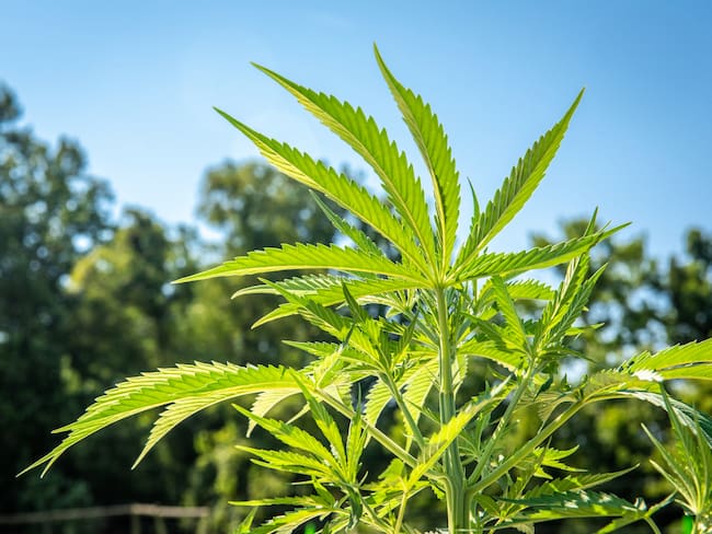 Imagen de referencia de cannabis. Foto: Getty Images.