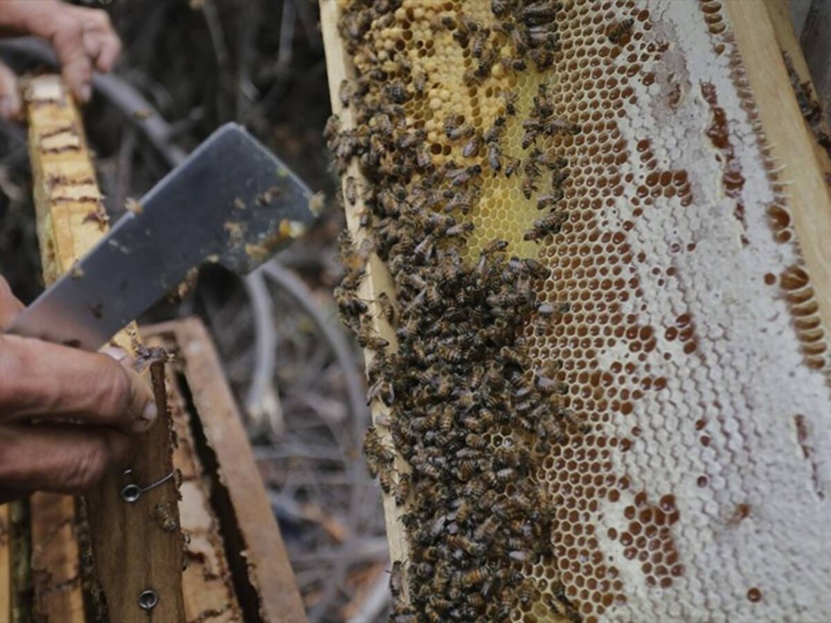 Apicultor antioqueño denuncia muerte de abejas por uso de pesticidas en la zona