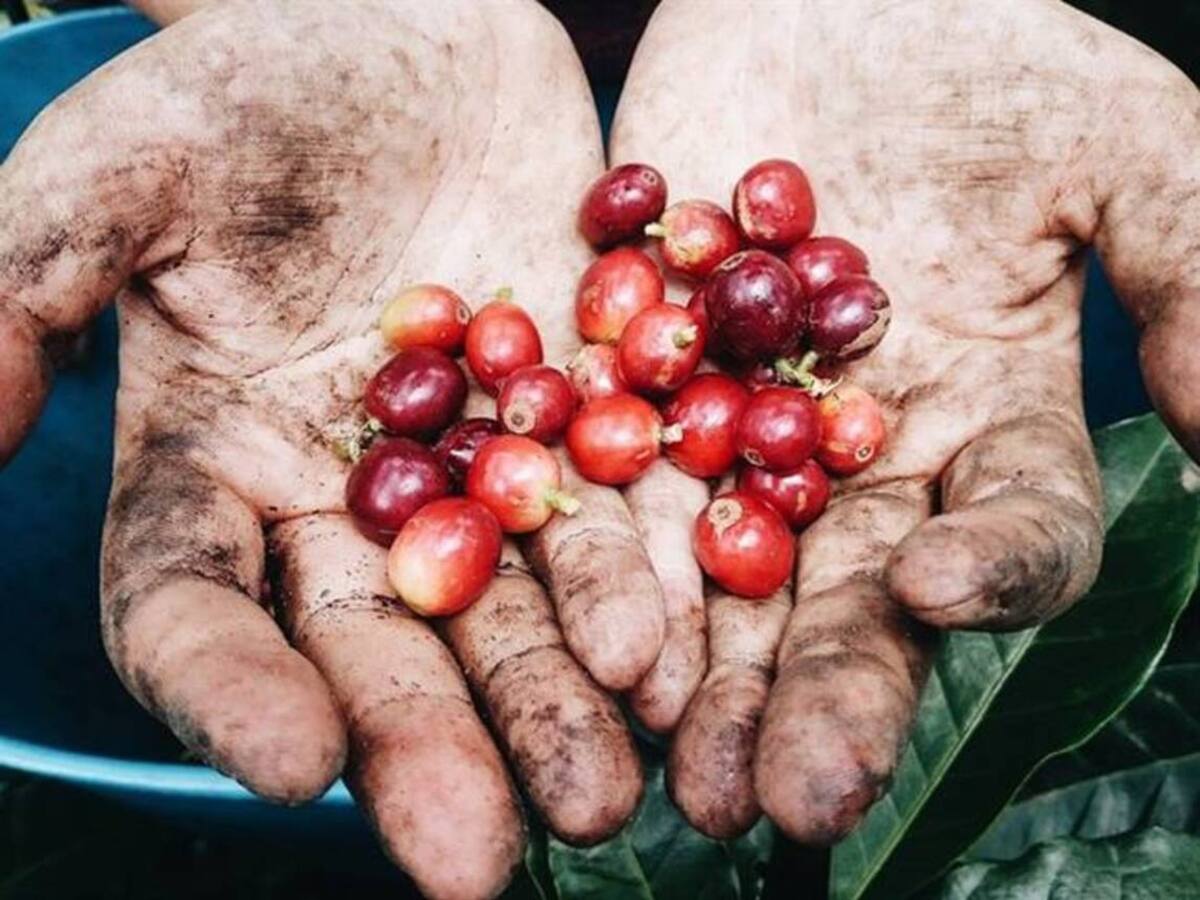 Disminución en la cosecha cafetera de Risaralda por afectaciones de la ola invernal