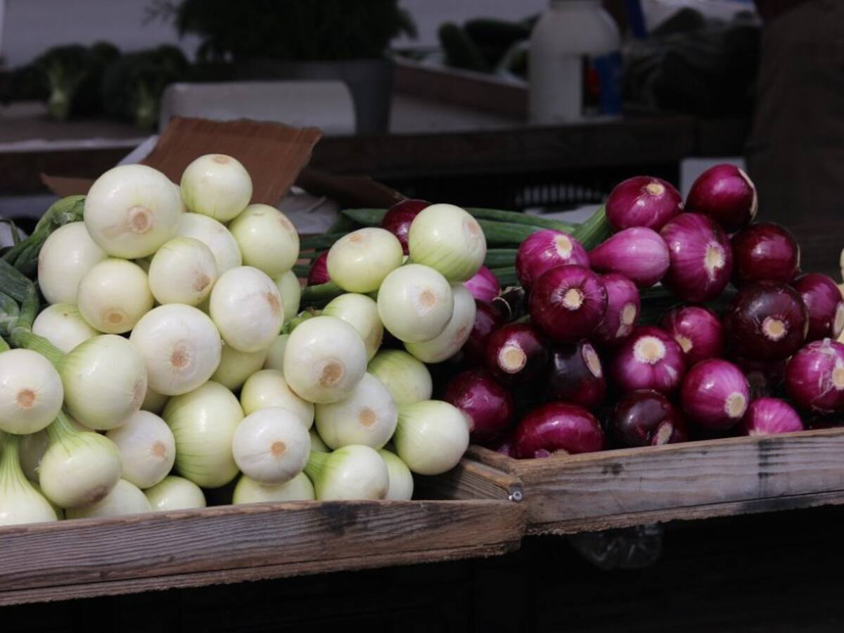 Cebolleros del Catatumbo llegarán este lunes a la sede del Ministerio de Agricultura