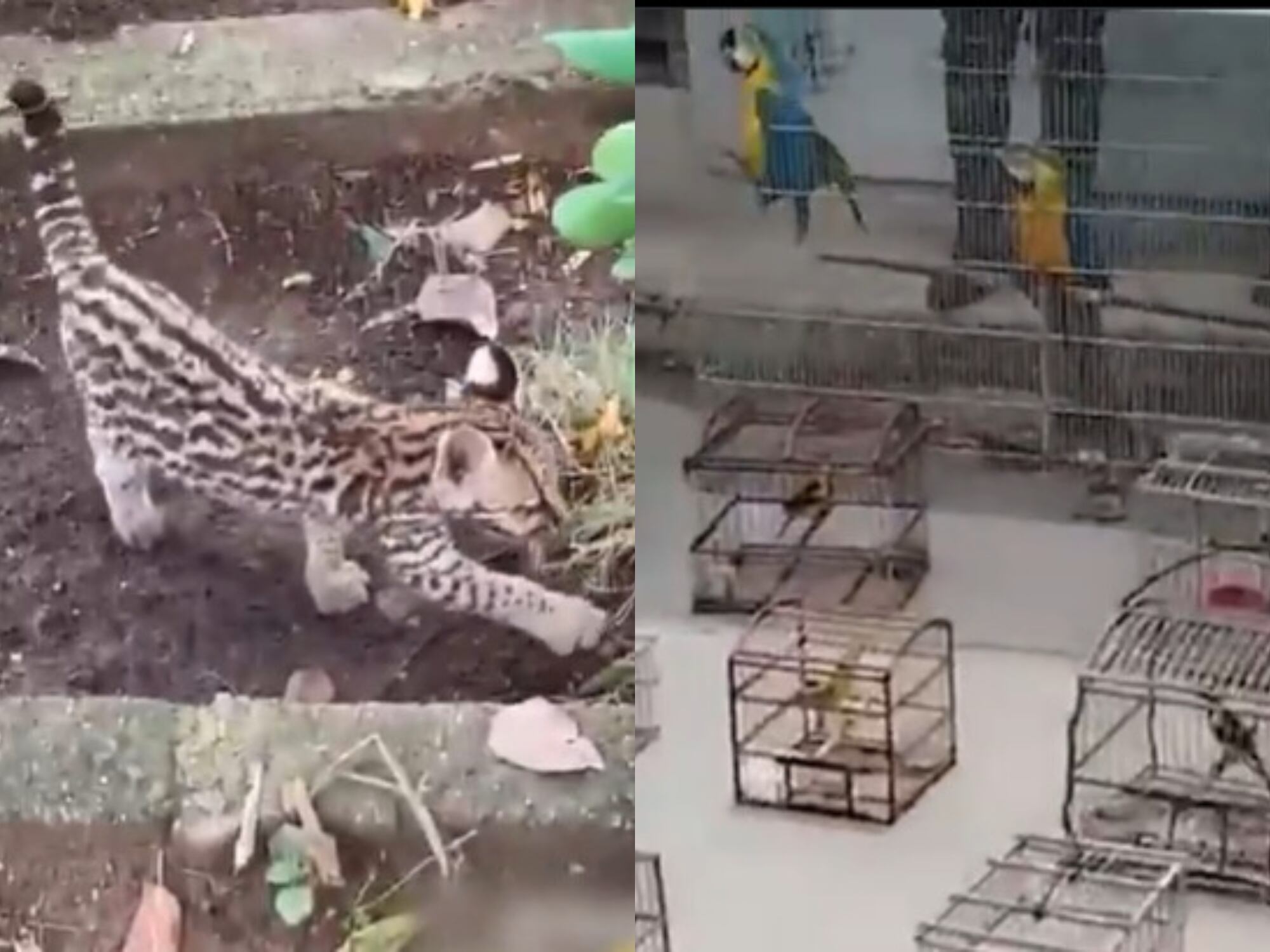 Rescatan a 59 especies de fauna silvestre en Sucre. Foto: captura de pantalla.