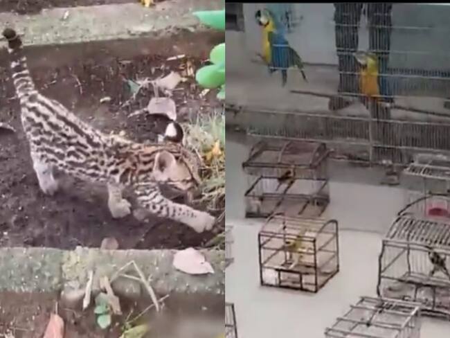 Rescatan a 59 especies de fauna silvestre en Sucre. Foto: captura de pantalla.