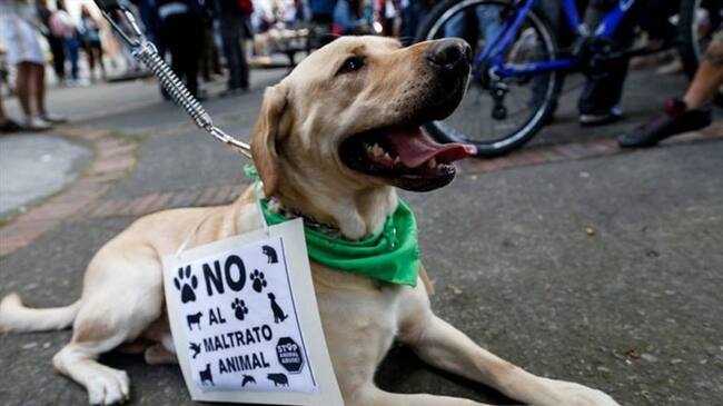 La administración municipal rechazó el maltrato animal. Foto: Colprensa.